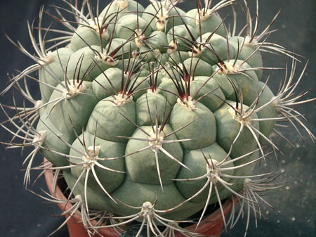 Gumnocalicium saglionis