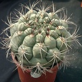 Gumnocalicium saglionis
