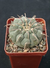 Gumnocalicium vatteri v malii