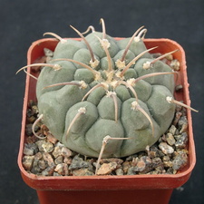 Gumnocalicium vatteri v malii