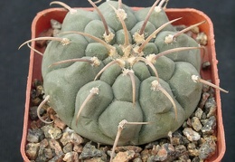 Gumnocalicium vatteri v malii