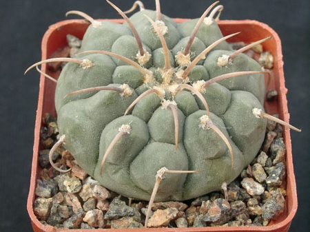 Gumnocalicium vatteri v malii