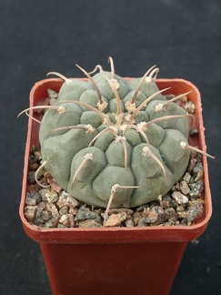 Gumnocalicium vatteri v malii