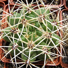 Gymnacalycium multiflorum