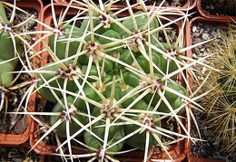 Gymnacalycium multiflorum