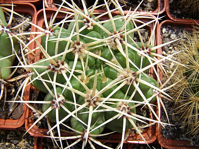 Gymnacalycium multiflorum