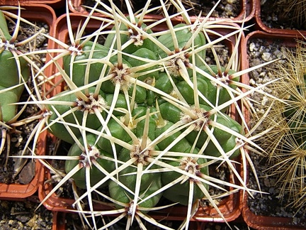 Gymnacalycium multiflorum