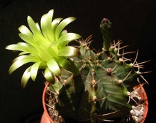 Gymno mihanovichii Baschuk FG