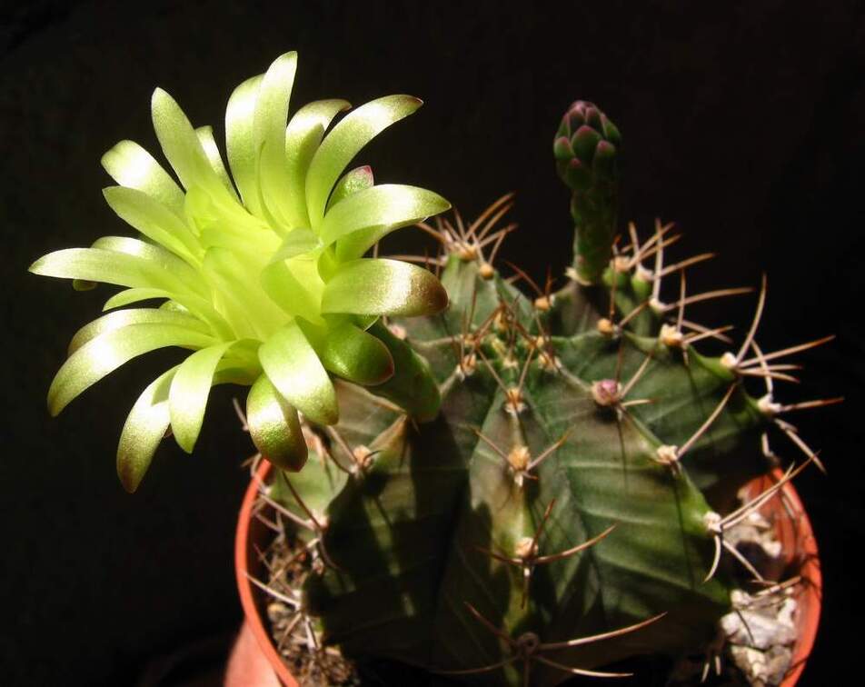 Gymno mihanovichii Baschuk FG