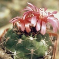 Gymnocalycium carminanthum