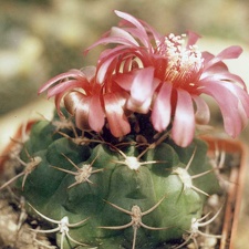 Gymnocalycium carminanthum
