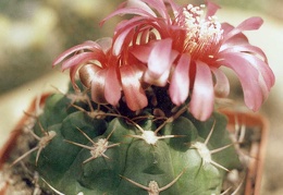 Gymnocalycium carminanthum