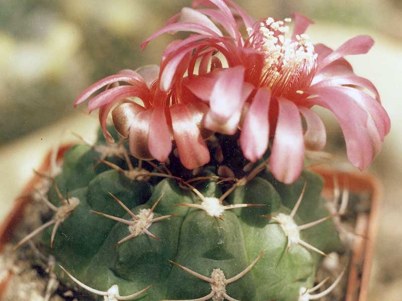 Gymnocalycium carminanthum