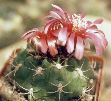 Gymnocalycium carminanthum