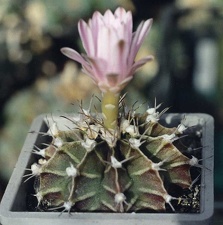 Gymnocalycium friedrichii