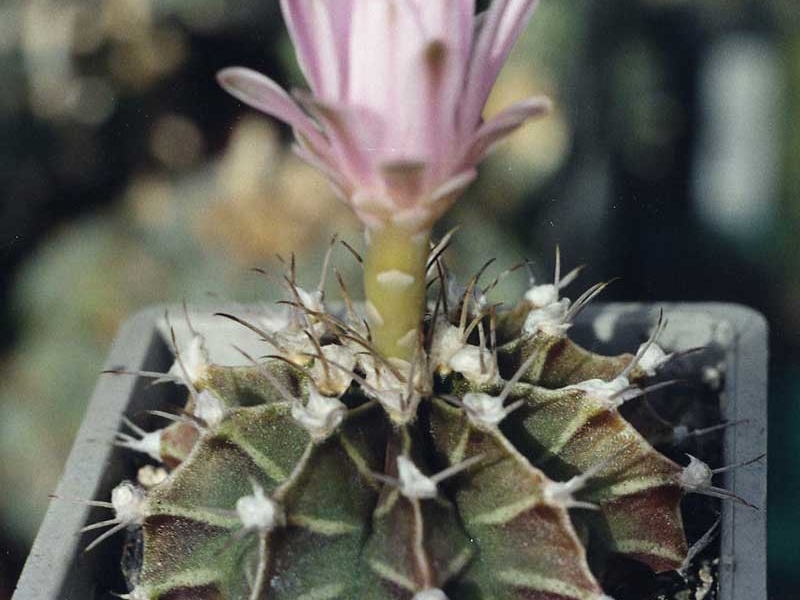 Gymnocalycium friedrichii