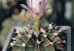 Gymnocalycium friedrichii
