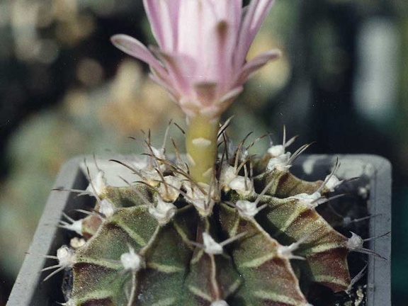 Gymnocalycium friedrichii