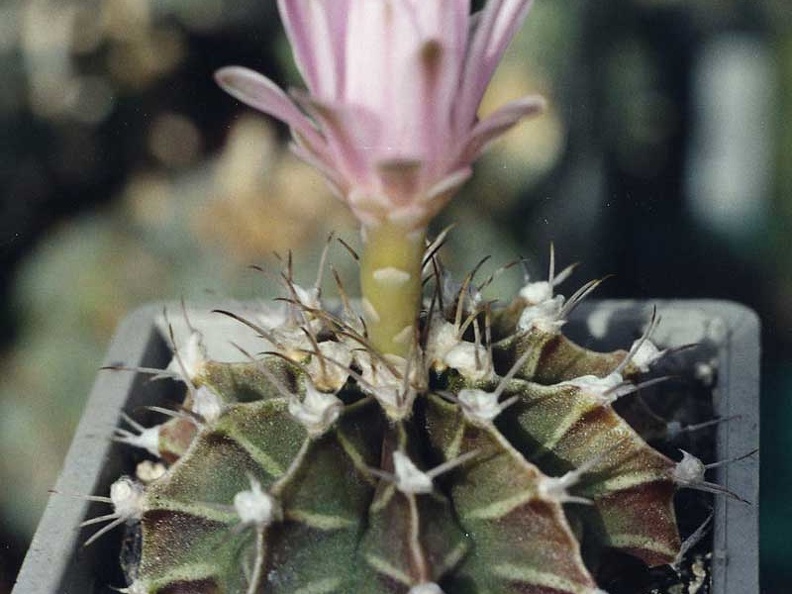 Gymnocalycium friedrichii