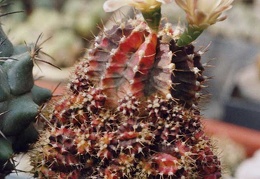 Gymnocalycium friedrichii f. Hybotan