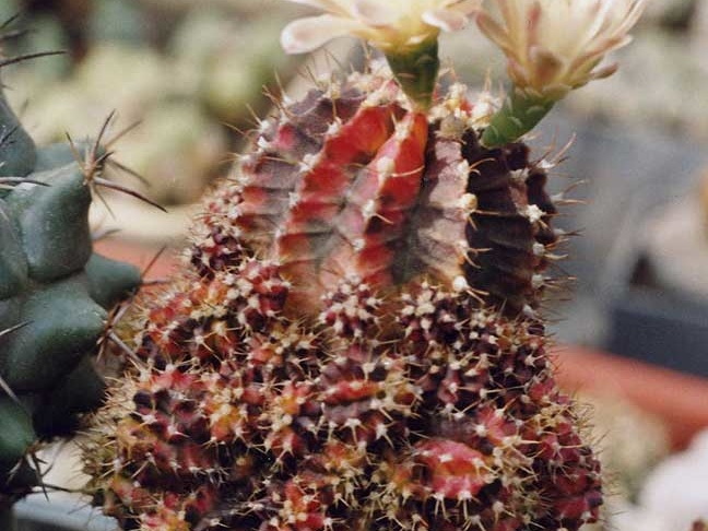 Gymnocalycium friedrichii f. Hybotan