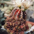 Gymnocalycium friedrichii f. Hybotan (4100 відвідувань) Фото и растение Арлена Александровича Буренкова (Киев... Gymnocalycium friedrichii f. Hybotan