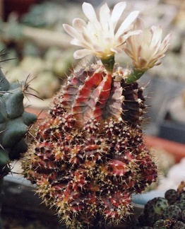 Gymnocalycium friedrichii f. Hybotan