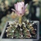 Gymnocalycium friedrichii