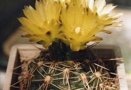 Gymnocalycium netrelianum