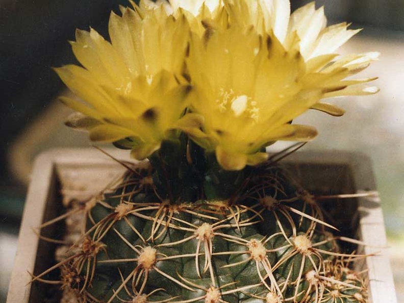 Gymnocalycium netrelianum