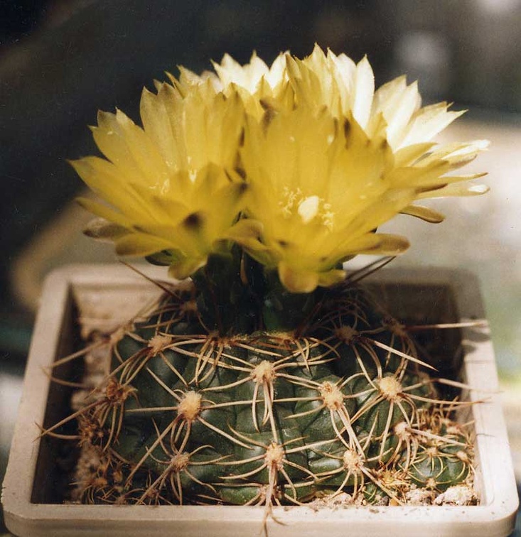 Gymnocalycium netrelianum
