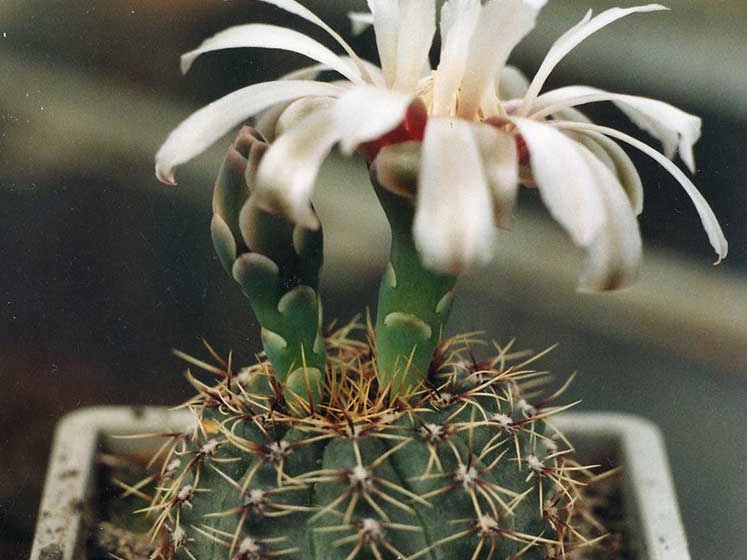 Gymnocalycium erinaceum