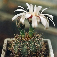 Gymnocalycium erinaceum