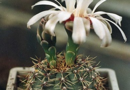 Gymnocalycium erinaceum