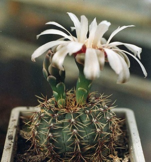 Gymnocalycium erinaceum
