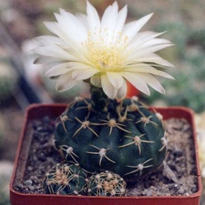 Gymnocalycium uruguayense v. Tambores