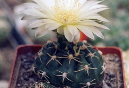 Gymnocalycium uruguayense v. Tambores