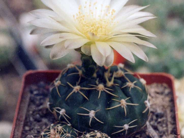 Gymnocalycium uruguayense v. Tambores