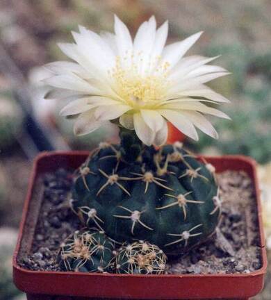 Gymnocalycium uruguayense v. Tambores