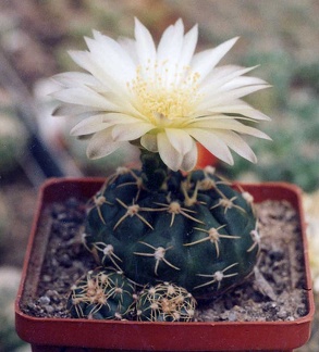 Gymnocalycium uruguayense v. Tambores