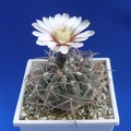Gymnocalycium riojense ssp. paucispinum (G. asterium v. paucispinum; G. stellatum v. paucispinum) 
