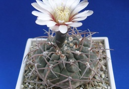 Gymnocalycium riojense ssp. paucispinum (G. asterium v. paucispinum; G. stellatum v. paucispinum) (2956 відвідувань) Фото и растение Ирины Леоновой (Одесса) Gymnocalycium riojense ssp. paucispinum (G. asterium v. paucispinum; G. stellatum v. paucispinum)