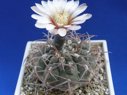 Gymnocalycium riojense ssp. paucispinum (G. asterium v. paucispinum; G. stellatum v. paucispinum) (2956 відвідувань) Фото и растение Ирины Леоновой (Одесса) Gymnocalycium riojense ssp. paucispinum (G. asterium v. paucispinum; G. stellatum v. paucispinum)