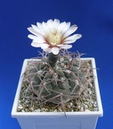 Gymnocalycium riojense ssp. paucispinum (G. asterium v. paucispinum; G. stellatum v. paucispinum)