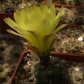 Gymnocalycium andreae