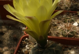 Gymnocalycium andreae