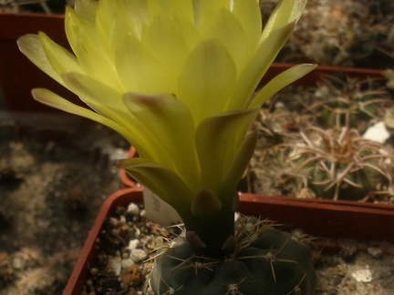 Gymnocalycium andreae