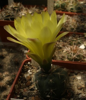 Gymnocalycium andreae