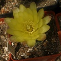 Gymnocalycium andreae