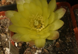 Gymnocalycium andreae